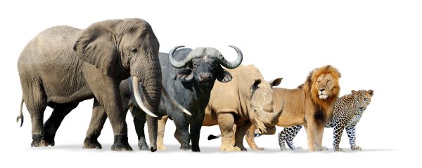 Kenya Big Five Game Isolated On White