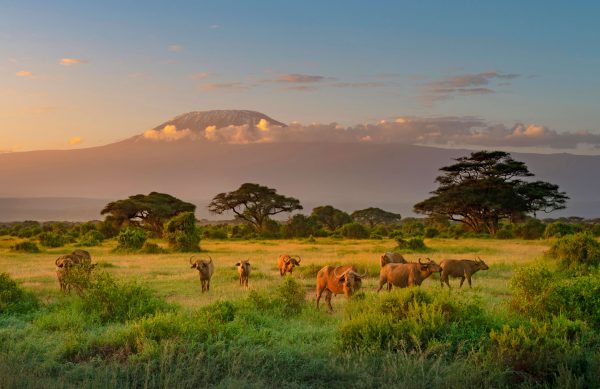 kenya wildlife 